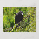 Search for black mail horizontal postcards Green