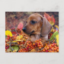 Search for dachshund puppy postcards Brown