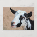 Search for lil postcards Farm