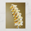 Search for vertebrae postcards Human body part