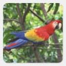 Search for tropical climate stickers Multi coloured
