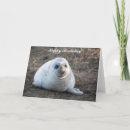 Search for cute seal pup Nature