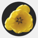 Search for yellow tulip flower stickers Beautiful