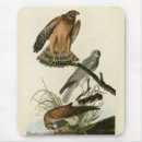 Search for marsh mouse mats Bird