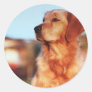 Search for retriever stickers Pet lover