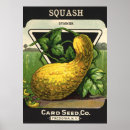 Search for squash art Vintage