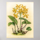 Search for flava Plant