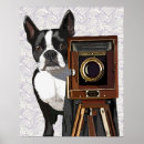 Search for boston terrier posters Flowers