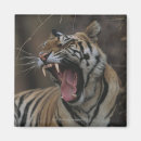 Search for yawning magnets Vertical
