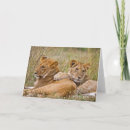 Search for baby cub cards Safari