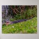 Search for habitats posters Animal