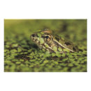 Search for leopard frog Rio grande leopard frog