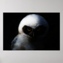 Search for fuzzy posters Nature