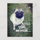 Search for love pets postcards Pug