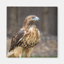 Search for tail feathers magnets Wildlife