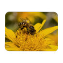 Search for pollen magnets Daisy