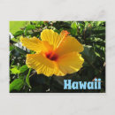 Search for hibiscus flower postcards Tropical