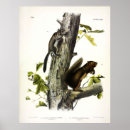 Search for squirrel picture art Illustration