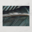 Search for black feathers postcards White
