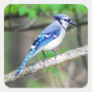 Search for blue jay bird stickers Birding