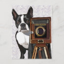 Search for vintage dog photos postcards Animals