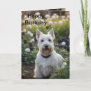 Search for scottish terrier cards Dog