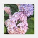Search for hydrangea magnets Flowers