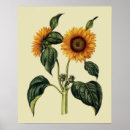 Search for 17th century posters Flowers