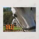 Search for horse riding postcards White