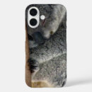 Search for koala bear photography Mammal