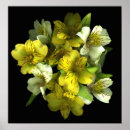 Search for alstroemeria art Floral