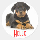 Search for rottweiler puppies stickers Rottweilers