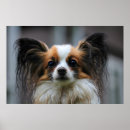 Search for papillon dog Animals