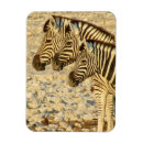 Search for trio magnets Wildlife