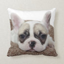 Search for french bulldog puppy cushions Domestic animals