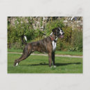 Search for brindle postcards Boxer