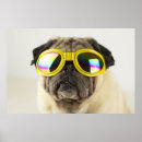 Search for cute funny pugs posters Dog