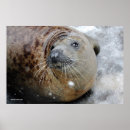 Search for seal posters Animals