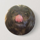 Search for shelter round badges Rescue dog