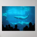 Search for beluga posters Nature