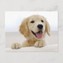 Search for golden retriever puppies postcards Nature