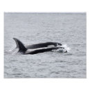 Search for killer whale art Pacific northwest