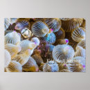 Search for egg shells Ocean