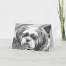 Search for shih tzu cards Pets