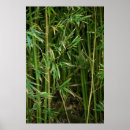 Search for bamboo forest posters Tropical