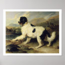 Search for newfoundland dog posters Dogs