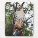 Search for red tail mouse mats Bird of prey