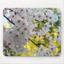 Search for white sakura mouse mats Cherry blossoms