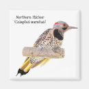 Search for flicker magnets Woodpecker