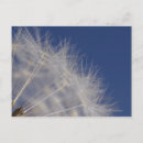Search for growth postcards Flower